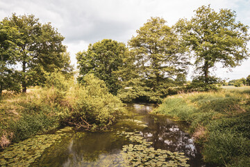 the river in the forest