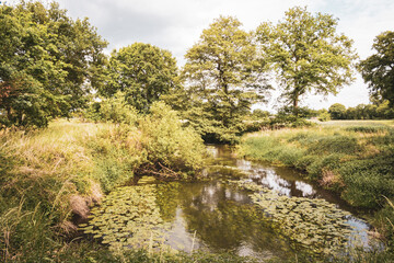 landscape with river and trees