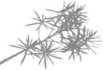 The shadow of the flower tops on the white wall. Black and white image to overlay on a photo or mockup