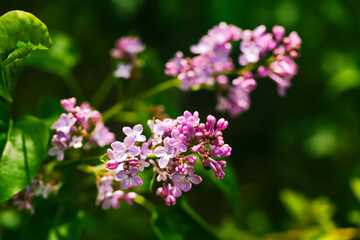 Beautiful lilac flowers close up view