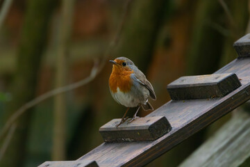 European Robin on Wooden Garden
