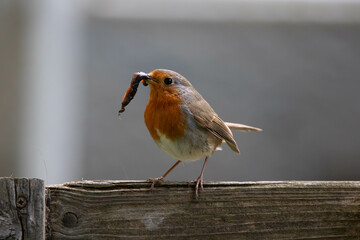 A European robin (Erithacus rubecula) has caught a worm, proudly holding it in its beak.