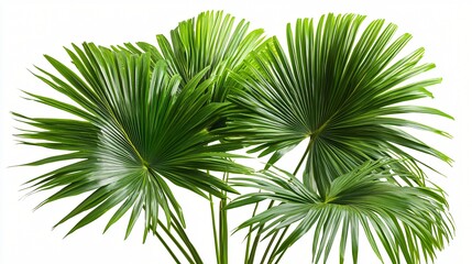 Lush Green Palm Fronds, Tropical Foliage, Isolated Palm Leaves, Vibrant Green Plants, Exotic Palm Tree Leaves, White Background, Detailed Palm Leaf Texture, Summer Vacation, Holiday Paradise, Nature