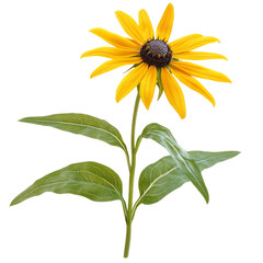 Studio Shot Of A Rudbeckia Hirta Flower, Isolated Against A transparent or white Background.