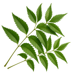 green leaf of hemp isolated on transparent or white background png