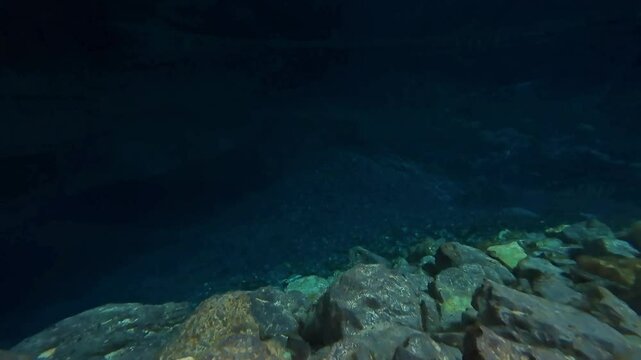 Underwater view of European eel fish in clear waters cave system close to camera Kefalonia Greece near Sami Endangered species anguilla anguilla 