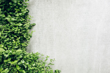 Seamless ivy branches with green leaves grow on a textured gray concrete wall, creating a natural, abstract pattern. Perfect for interior decor, outdoor design, and eco-friendly backgrounds
