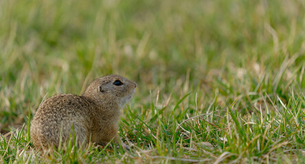 Ein Europäischer Ziesel (Spermophilus citellus) sitzt aufrecht in einer Graslandschaft.