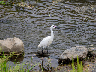 ピンク色の婚姻色に変色したコサギ