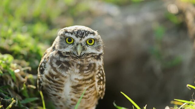 Close-up portrait of a burrowing owl with intense yellow eyes