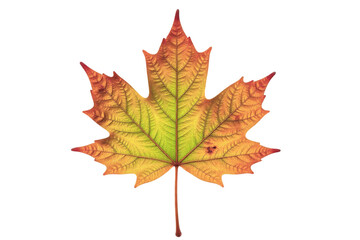 Fototapeta premium Single and grouped green leaves with realistic textures and shading, clean white background, PNG cutout