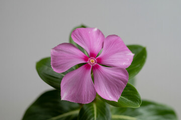 Obraz premium Close-up of vibrant pink periwinkle flower with five petals and yellow-orange center on plain white background