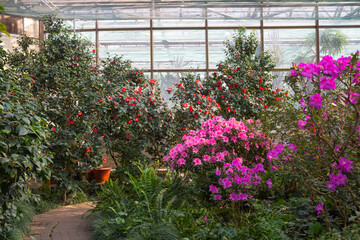 Azalea Flowers Blooming  in a Greenhouse