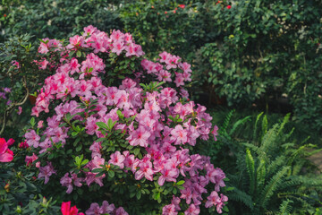 Bright pink azalia flowers blooming