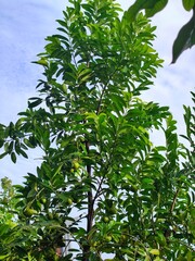 Brightly colored black sapote tree with a canopy of green leaves and ripe fruit under a clear sky