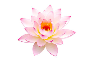 Vibrant, delicate pink lotus flower in full bloom, its petals softly ruffled and slightly overlapping, floating effortlessly on a pristine, pure white background, perfectly isolated for a seamless cut