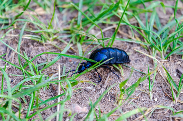 Shiny blue Meloe beetle crawling slowly through grass on a warm spring afternoon. Macro insect photo at ground level, natural behavior, calm forest floor vibe, shallow depth.