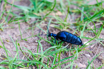 Shiny blue Meloe beetle crawling slowly through grass on a warm spring afternoon. Macro insect photo at ground level, natural behavior, calm forest floor vibe, shallow depth.