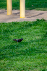 Common starling walks on fresh spring grass in an urban public park. Low angle of starling on green lawn in spring sunlight, peaceful urban nature capture.