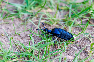 Shiny blue Meloe beetle crawling slowly through grass on a warm spring afternoon. Macro insect photo at ground level, natural behavior, calm forest floor vibe, shallow depth.
