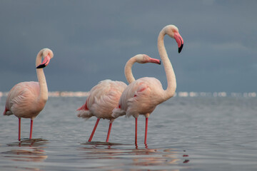 Wild African flamingos strolling through a bright blue lagoon on a sunny day ideal for nature, wildlife, and travel themes