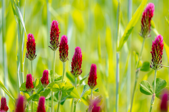 Selective focus of wild flowers in the field, Red feather clover (Purpere klaver) Trifolium rubens is a species of flowering plant belonging to the family Fabaceae, Nature floral pattern background.
