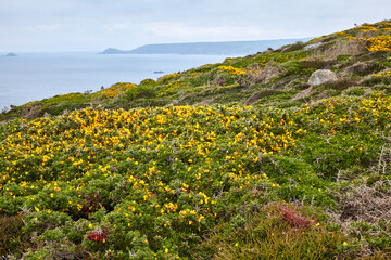 Fototapeta premium Gorse in full flower on seashore at the end of the Penwith peninsula. Cornwall. England. GB.
