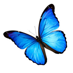 Vibrant blue butterfly perched elegantly