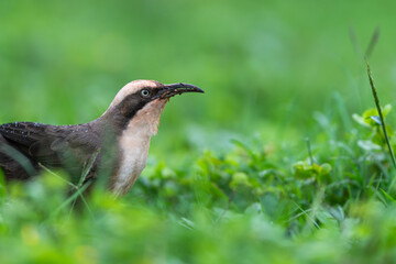 Australia bird