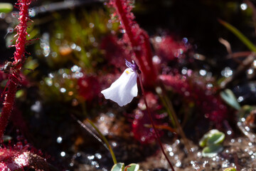 Utricularia brachyceras in natural habitat
