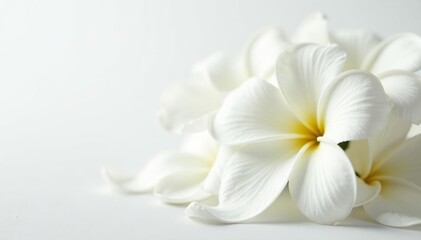 Obraz premium Delicate white flower petals, soft focus, pure white backdrop, design, background