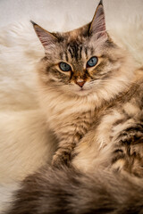 Kitty Musya is resting. Domestic tailed pet. Neva Masquerade cat.