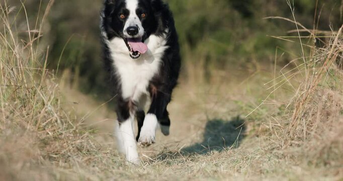 Slow motion. Beautiful Border collie dog running towards camera