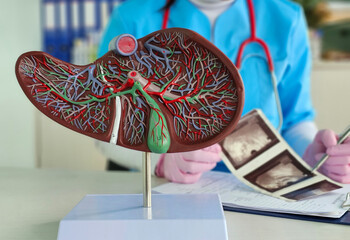 Ultrasound diagnosis of stomach and liver on abdominal cavity of in clinic. Ultrasound of liver and...