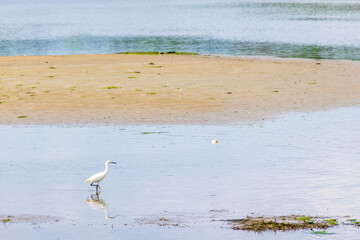 Little egret bird walking in the water on the beach