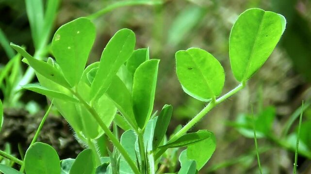 Fresh and green peanut leaves in the field during the day with the wind blowing	