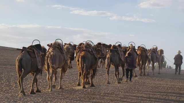 Camels walking in desert on Ming Sha Mountain, Gansu province, China.