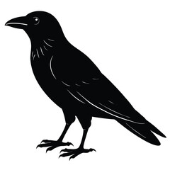 Fototapeta premium Majestic Raven Silhouette A Black Bird Illustration