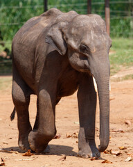 Fototapeta premium A baby elephant is walking on the ground