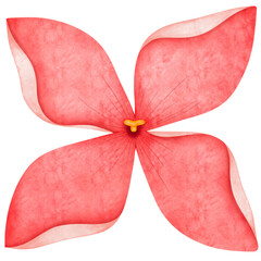 Ixora red perfect blooming 