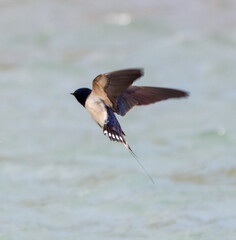 A swallow bird flies over the water.