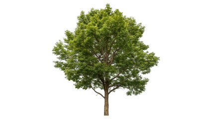 Green oak tree with spring foliage, isolated on a white background
