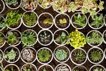Assorted of Succulent Plants in White Pots. Diverse Collection of Miniature Indoor Garden.