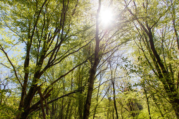 The sun is shining through the trees, casting a warm glow on the forest floor