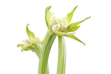 Obraz premium Fresh, Vibrant Zucchini Blossoms with Lush Green Leaves Isolated on Transparent Background