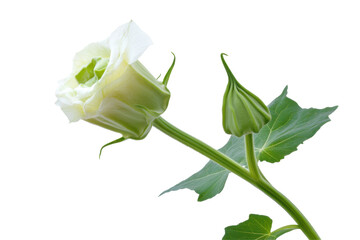 Fototapeta premium White Rose Bud and Bloom with Green Leaves Against a Transparent Background