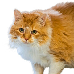 Orange Long-Haired Cat on White Background
