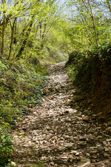 Obraz premium A path through a forest with a lot of rocks and dirt