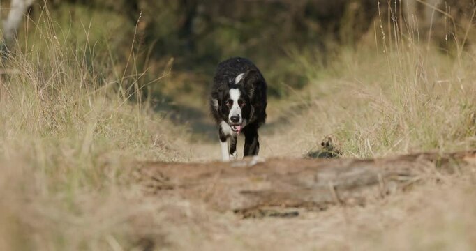 Slow motion. Beautiful Border collie dog running towards camera and jumping over a log
