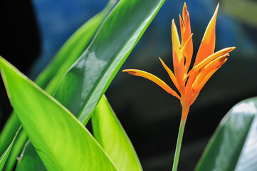 Heliconia psittacorum (parrot's beak, parakeet flower, parrot's flower, parrot's plantain, false...